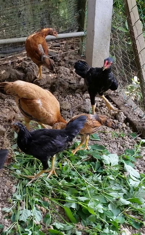 Warisan Petani: Ayam Kampung Organik