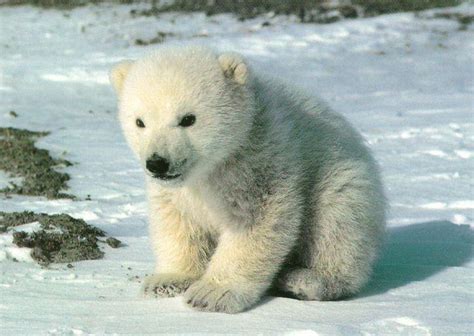 Polar Bear Pictures - Cute Polar Bear Cub Sitting on Snow