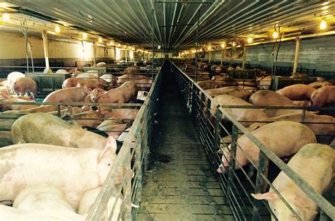 Piggy Express: 'Right To Farm' Law Shields Giant Hog Operation