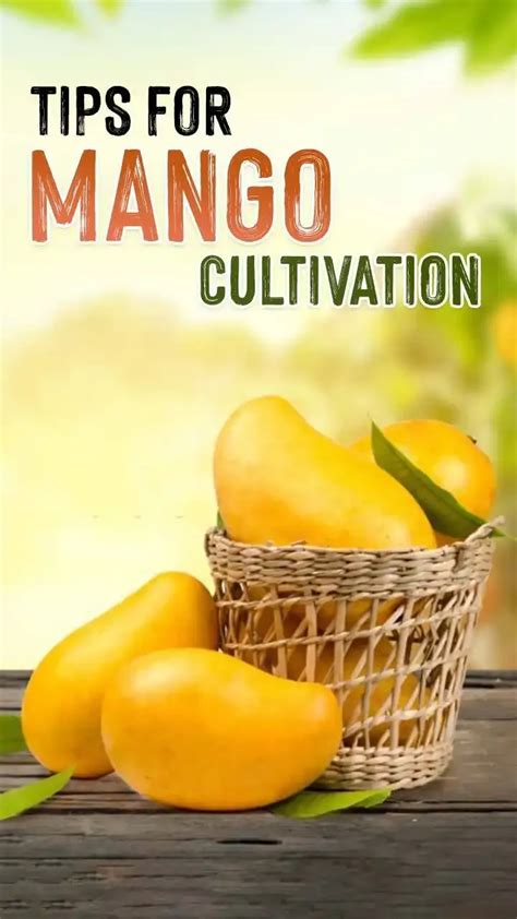 Mango Cultivation : Soil-Climate Requirements & Popular Varieties