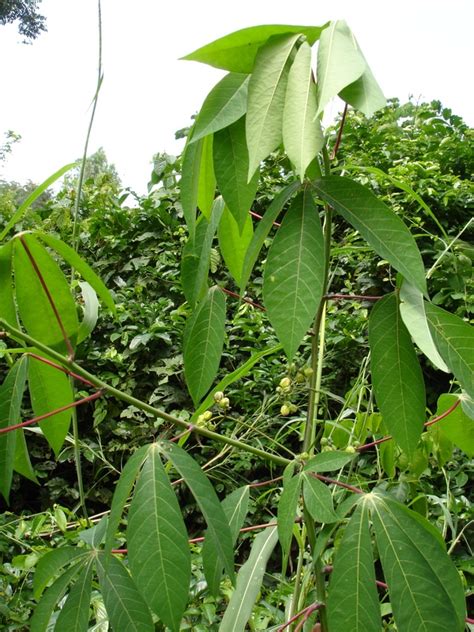 West African Plants - A Photo Guide - Manihot glaziovii Müll.Arg.