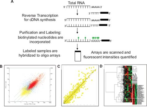 Oligonucleotide microarrays. A) cDNA synthesis, labeling and... | Download Scientific Diagram