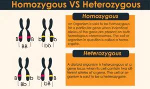 What is the Difference between heterozygous and homozygous individuals ...