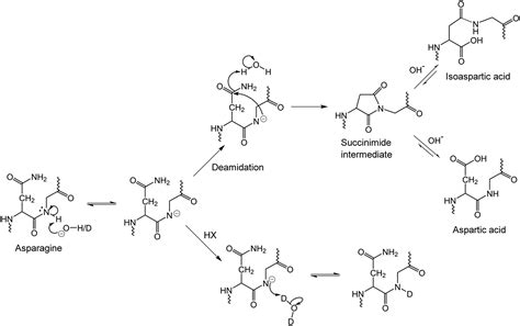 Rapid Prediction of Deamidation Rates of Proteins to Assess Their Long ...