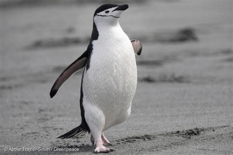 Chinstrap Penguins On Elephant Island - Greenpeace USA