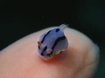 This is a baby blue dragon sea slug : Eyebleach