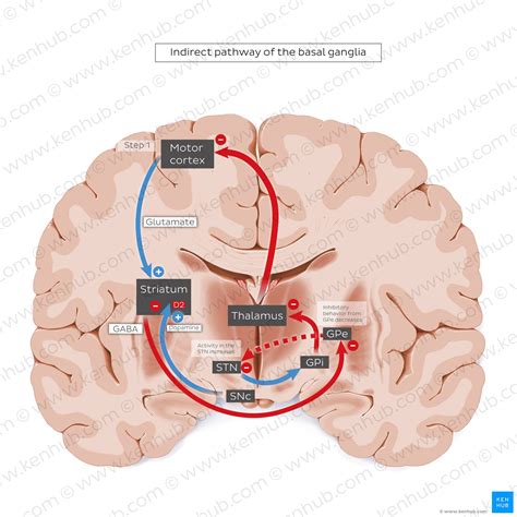 Basal ganglia: Gross anatomy and function | Kenhub