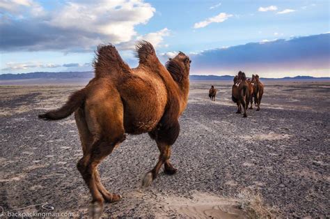 Epic Backpacking In Mongolia Guide (For The Gobi Desert)