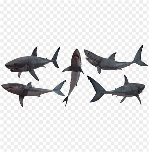 shark, sharks, jaws, great, white - transparent shark silhouette PNG image with transparent ...