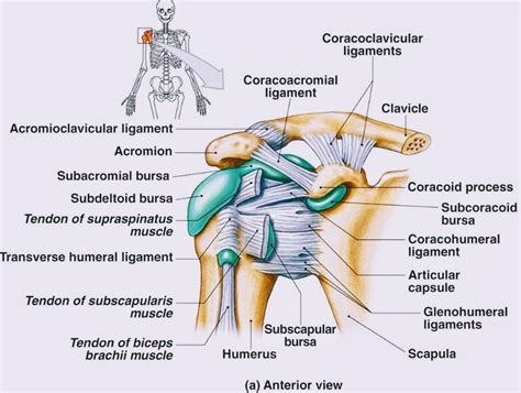 Anatomy of Shoulder Joint - PT Master Guide