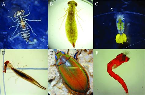 Examples of aquatic invertebrates found in the lower Phongolo ...