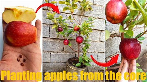 How to grow an apple tree from seed _an easy step-by-step process _ Germinating apple seeds at ...