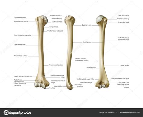 Human Anatomy Humerus Forearm White Background Vector Illustration Stock Vector Image by ...