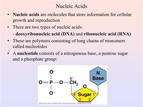 Types Of Nucleic Acids