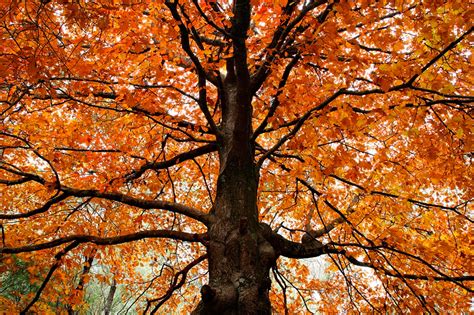 Autumn Tree :: Mountain / Forest Photos « AustralianLight - Fine Art Landscape Photography and ...