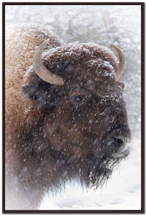 Buffalo in Snow