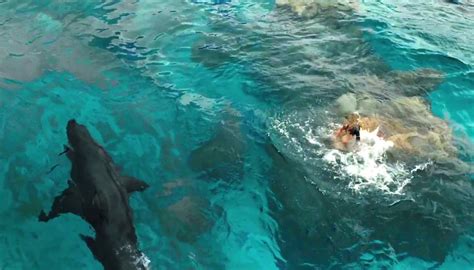 Here's how they create the shark in 'The Shallows' - Film Geek Guy