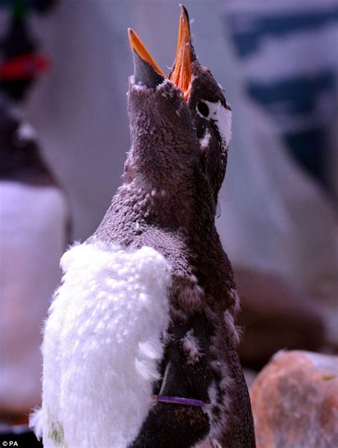 Sea Life London Aquarium visitors told not to worry about 'exploding' Gentoo penguins | Daily ...