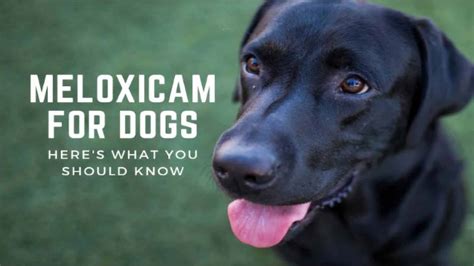 Meloxicam For Dogs: Dosage, Uses, Benefits & Side Effects