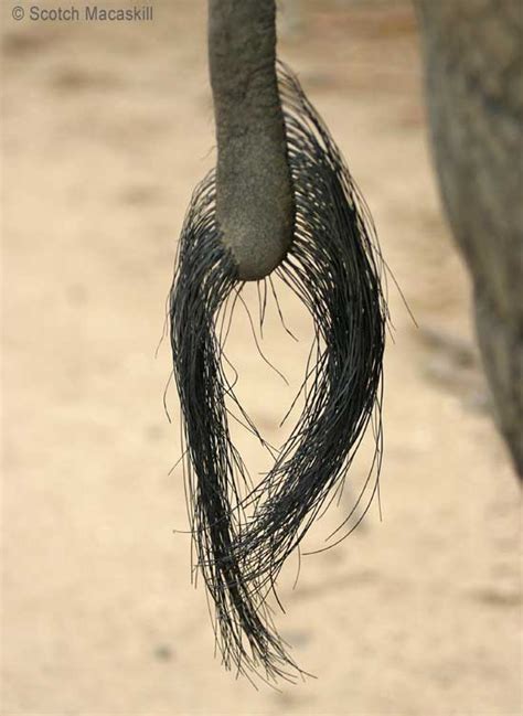 Elephant tail, close-up