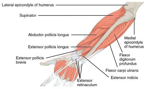 Sweater Finger Sign - Physiopedia