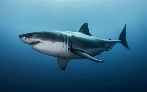 5 Of The Scariest Sharks In The World