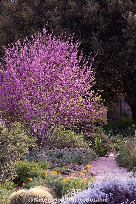 70 best Drought Resistant Trees images on Pinterest | Landscaping ideas ...