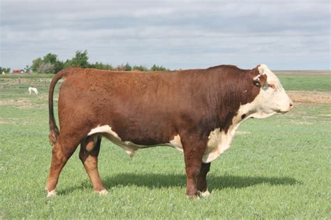 Horned Hereford Bulls - Nex-Tech Classifieds