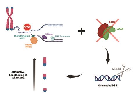 NAR Breakthrough - Induction of the alternative lengthening of telomeres pathway by trapping of ...