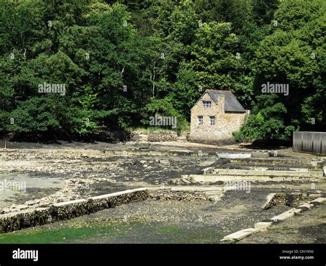 Riec-sur-Belon, Belon river, Finistere, Bretagne,Brittany, France Oyster park Stock Photo - Alamy