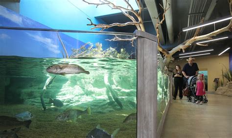 Texas aquarium accidentally kills nearly all fish in its biggest indoor ...