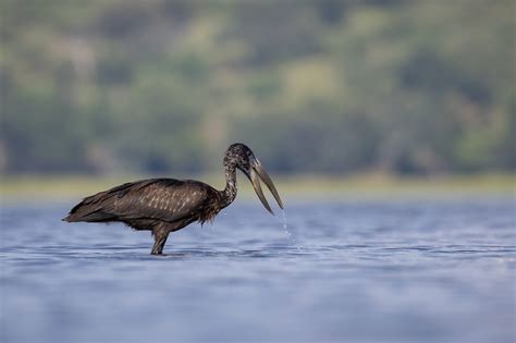 Canon EOS R6 Mark II for wildlife photography - Review