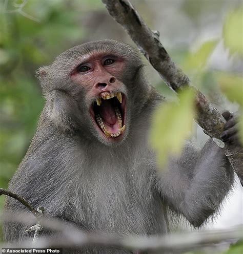 Florida wants to remove virus-excreting wild monkeys | Daily Mail Online