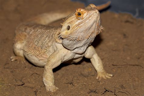 bearded dragon - High Desert Museum