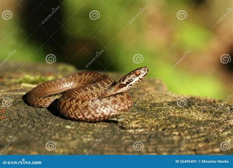 Viper baby stock image. Image of natural, viper, nature - 26495491