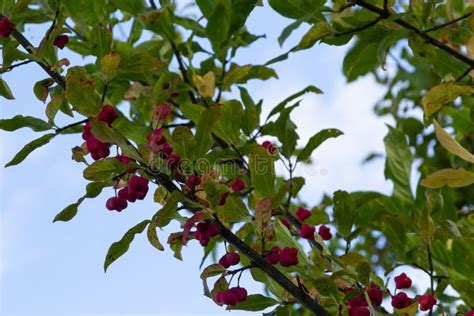 Euonymus Europaeus, Known As Spindle, and Also As European Spindle and ...