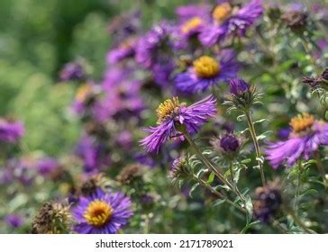 75 New England Aster Varieties Images, Stock Photos, 3D objects, & Vectors | Shutterstock