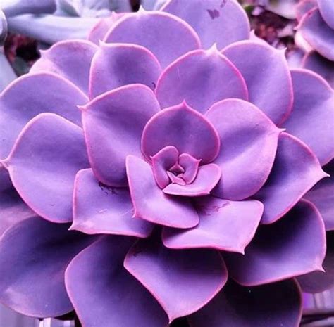 Trailing Succulent With Purple Flowers : Check spelling or type a new ...