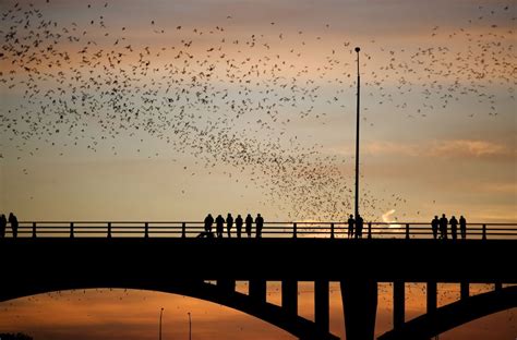 How to See Austin Bats at the Congress Avenue Bridge