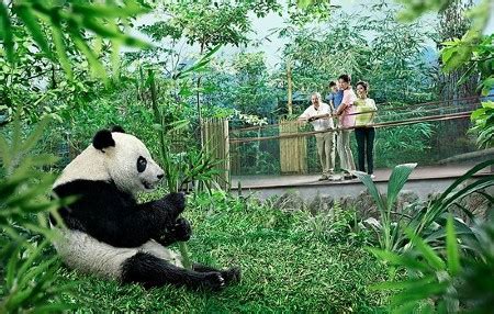 Singapore Zoo: Tickets, Opening Hours, and Wildlife Highlights