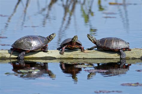 Are Painted Turtles Good Pets - Turtlean