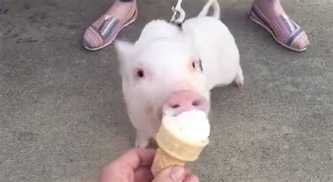 In Just 14 Seconds, This Pig Shows You The Right Way To Eat Ice Cream – LOL! « Paw My Gosh