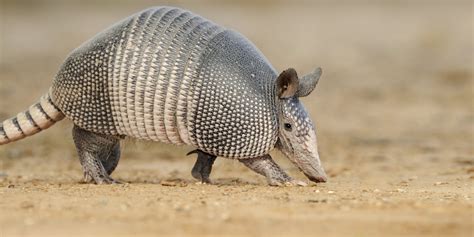 Armadillo - National Geographic