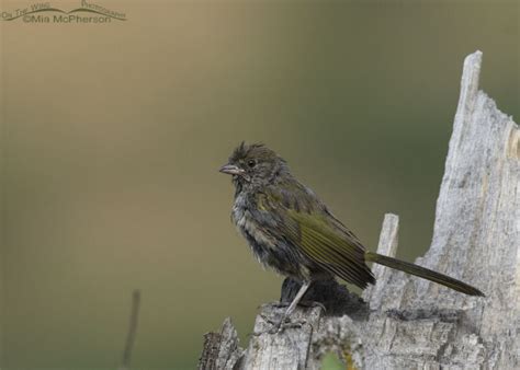 Damp young Green-tailed Towhee – Mia McPherson's On The Wing Photography