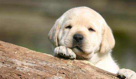 Buying a Labrador Puppy Online