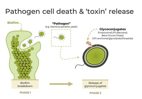 Pathogen & Parasite Die-Off Symptoms: How to manage detox side-effects