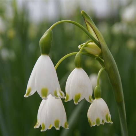 Leucojum aestivum 35 bulb pack - Beechmount Garden Centre