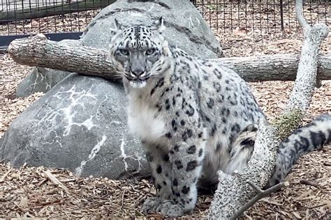 3 Snow Leopards Die from COVID Complications at Nebraska Zoo