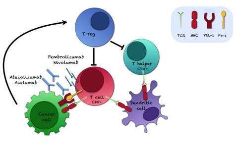 Inhibitors of PD-1 (Pembrolizumab, Nivolumab) and PD-L1 (Atezolizumab,... | Download Scientific ...