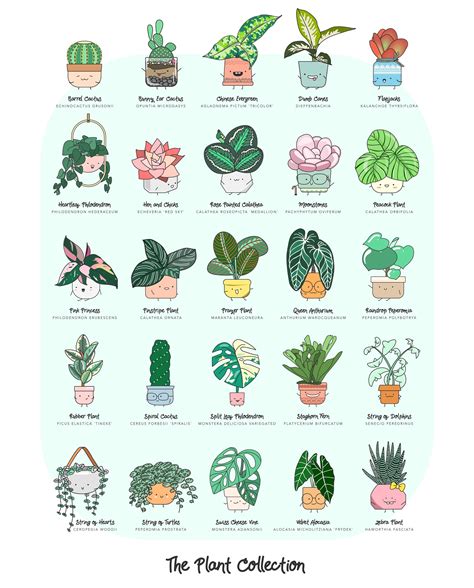 A chart of common houseplants and their botanical names : r/coolguides